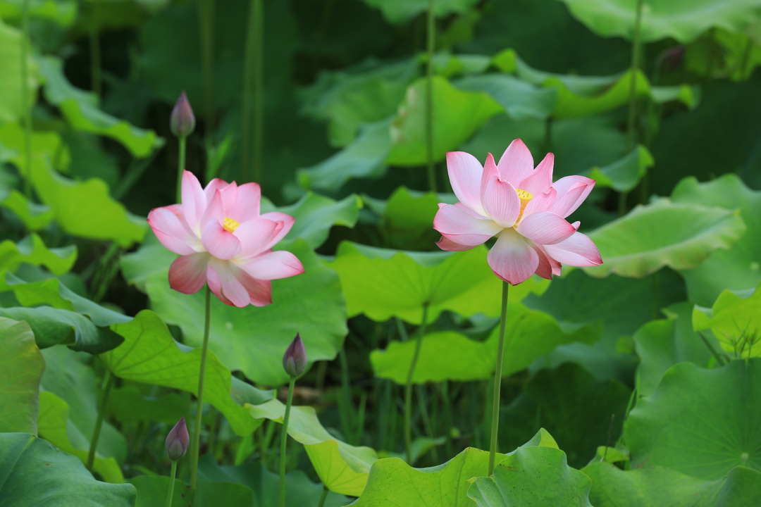 江永：荷花次第绽放 绘就和美乡村夏日画卷