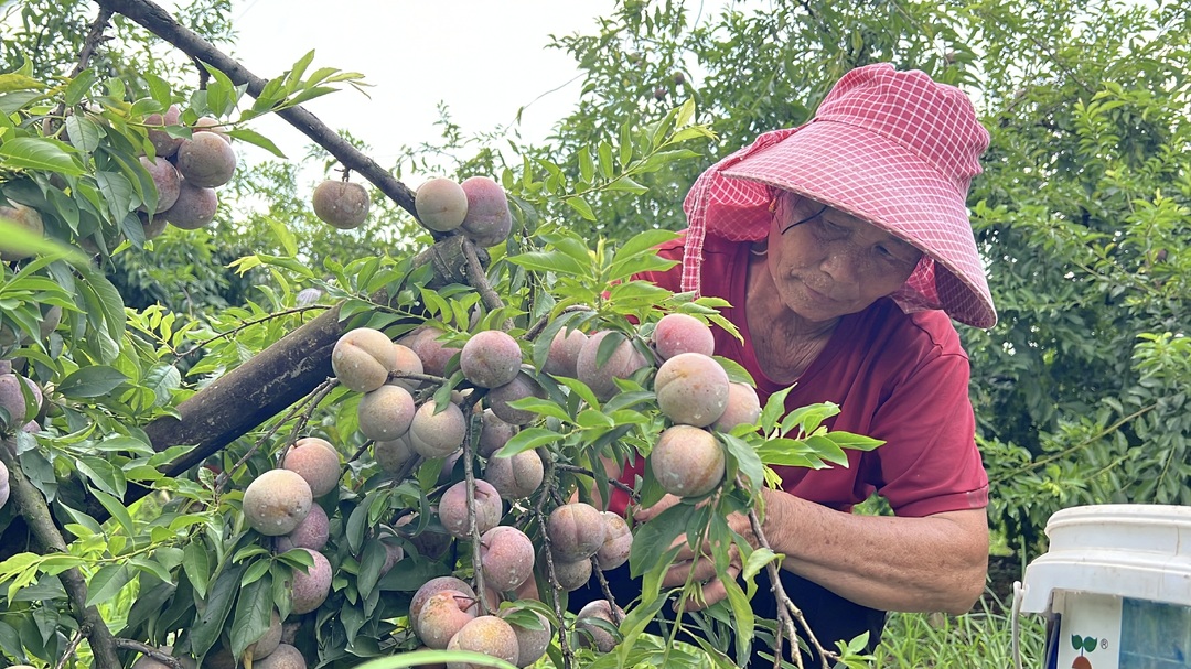 江永：果香满枝头 三华李迎来采摘旺季