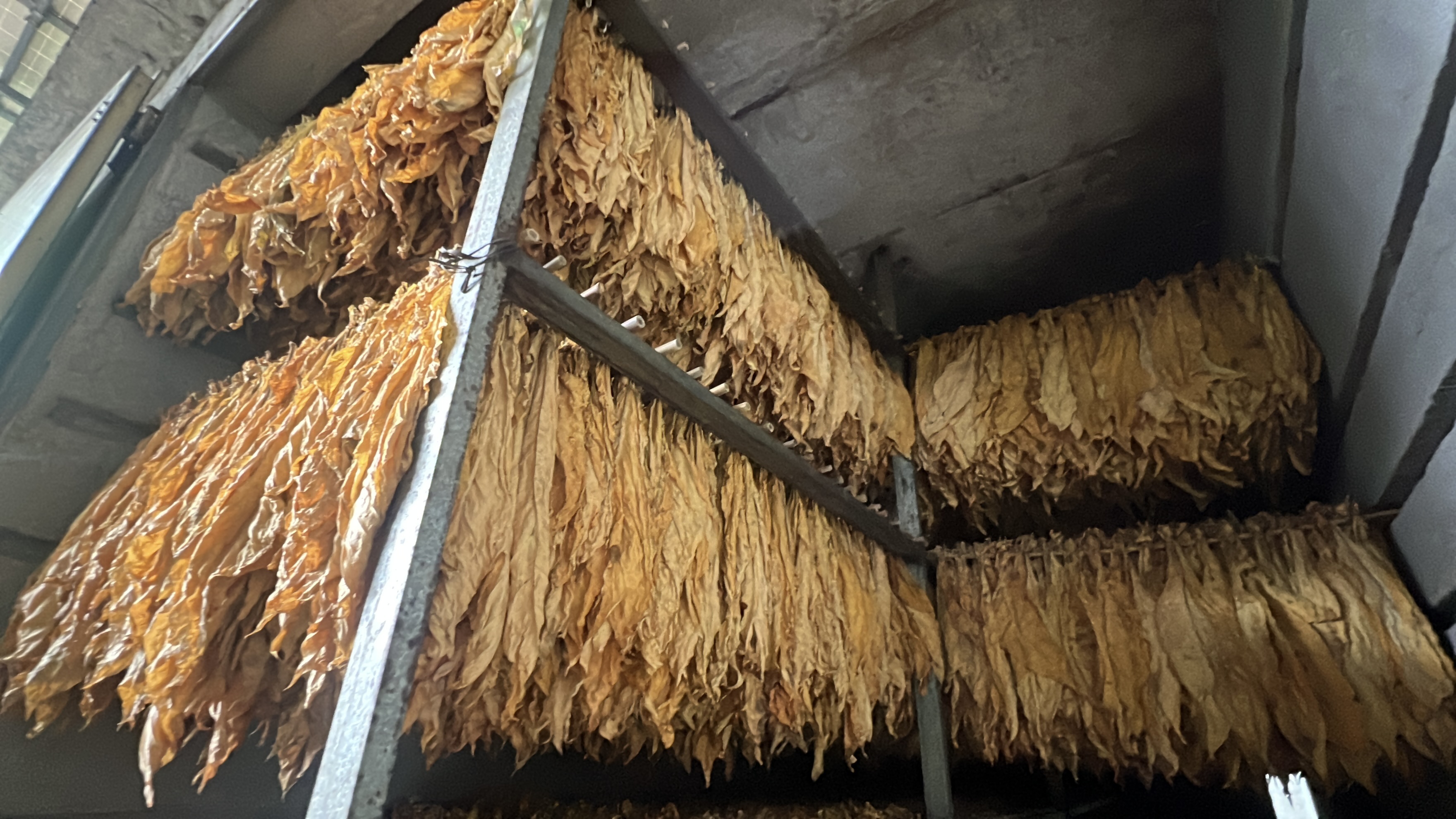 江永：烤烟进入烘烤旺季 机械化编烟助农减工增效
