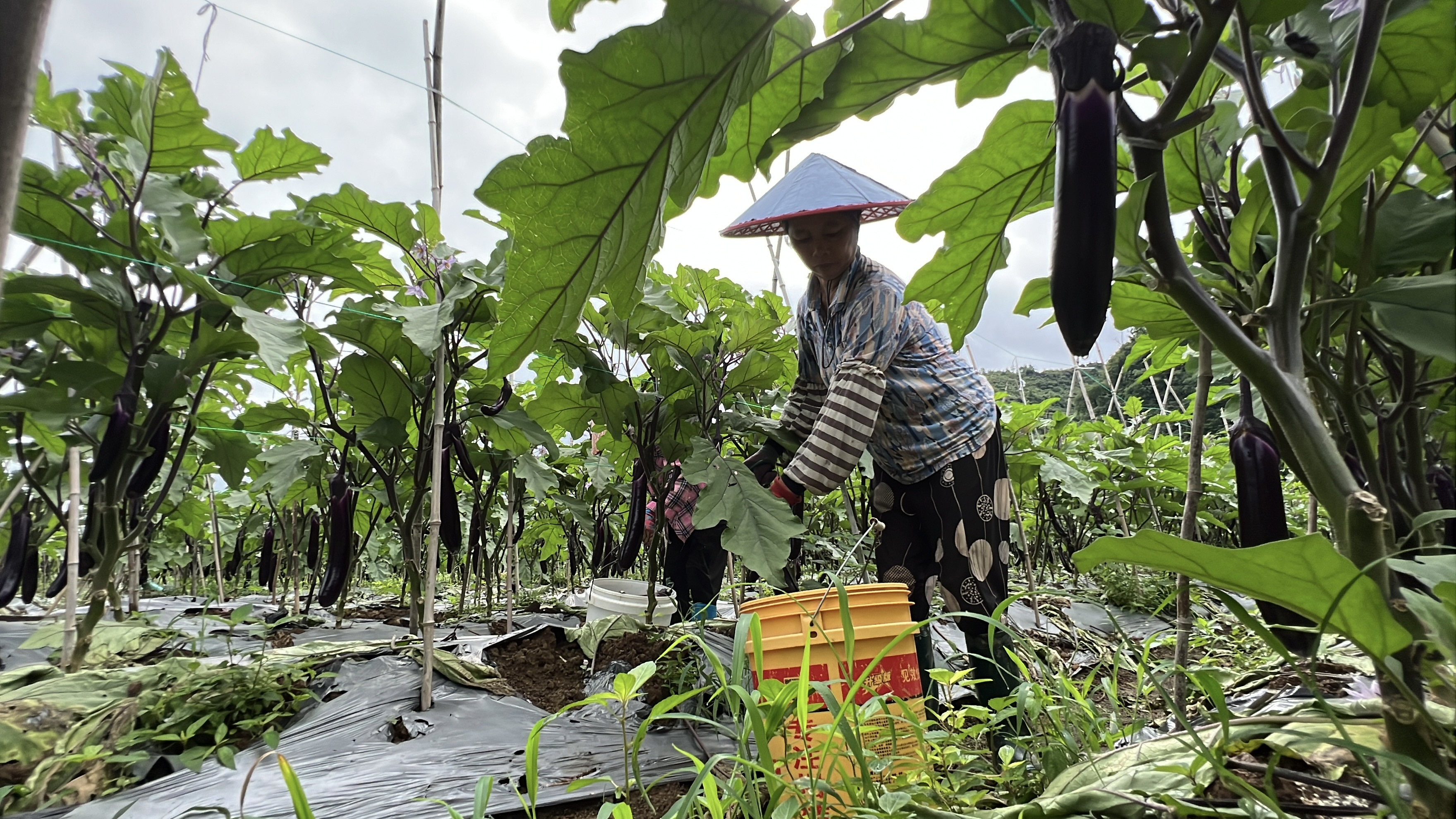 江永：红茄丰收采摘忙 订单农业稳保农户增收