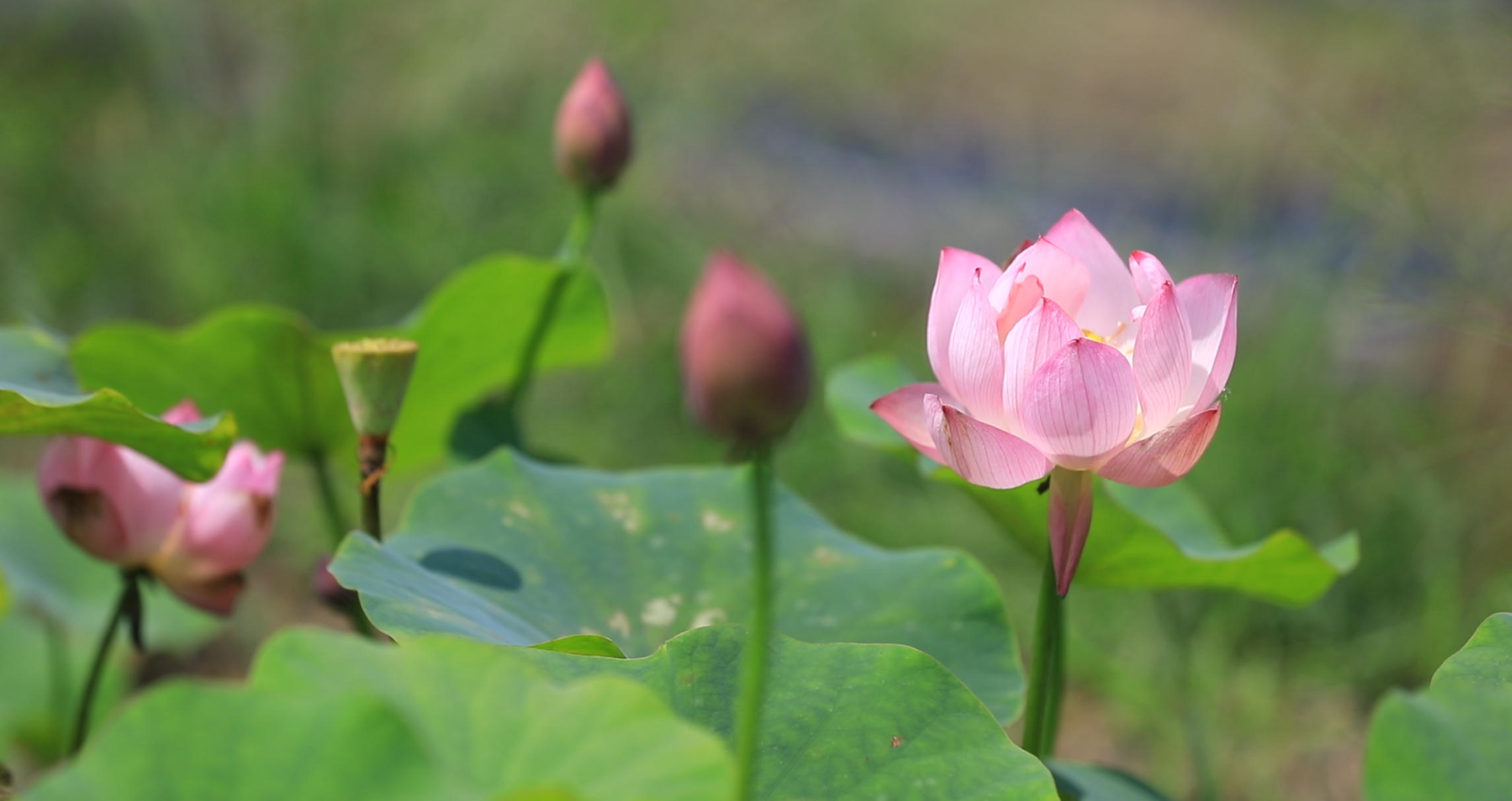 江永：碗莲盛放景致如画