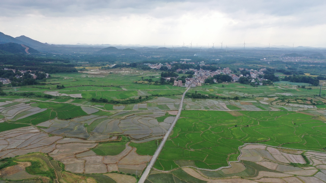 江永：夏收夏种无缝衔接 稻田“插”满新希望