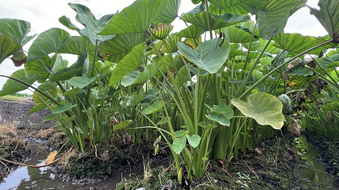 江永：香芋长势旺盛 精细管护夯实丰收基础