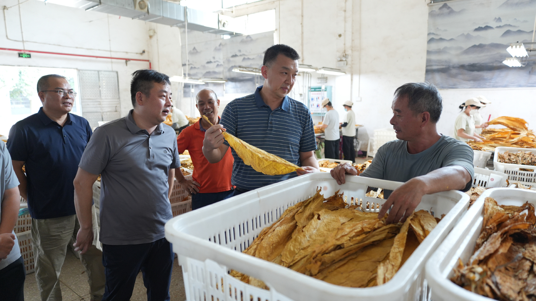 李群辉调研指导全县烤烟收购工作