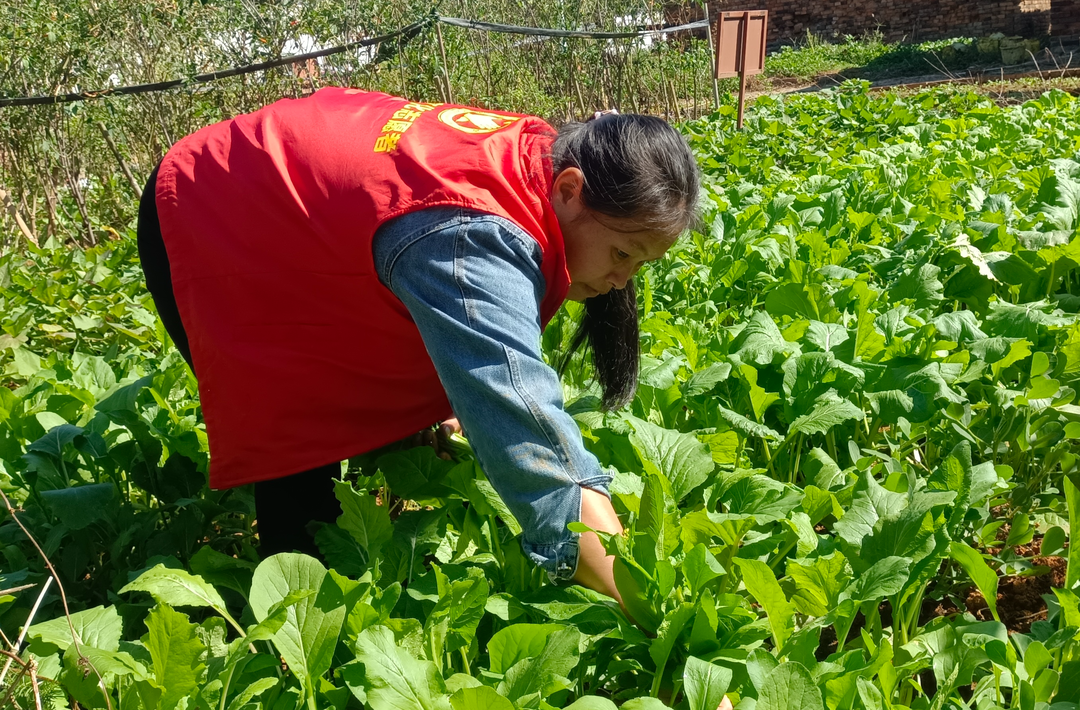 江永桃川：“邻菜园”送菜上门 小菜园温暖老人心