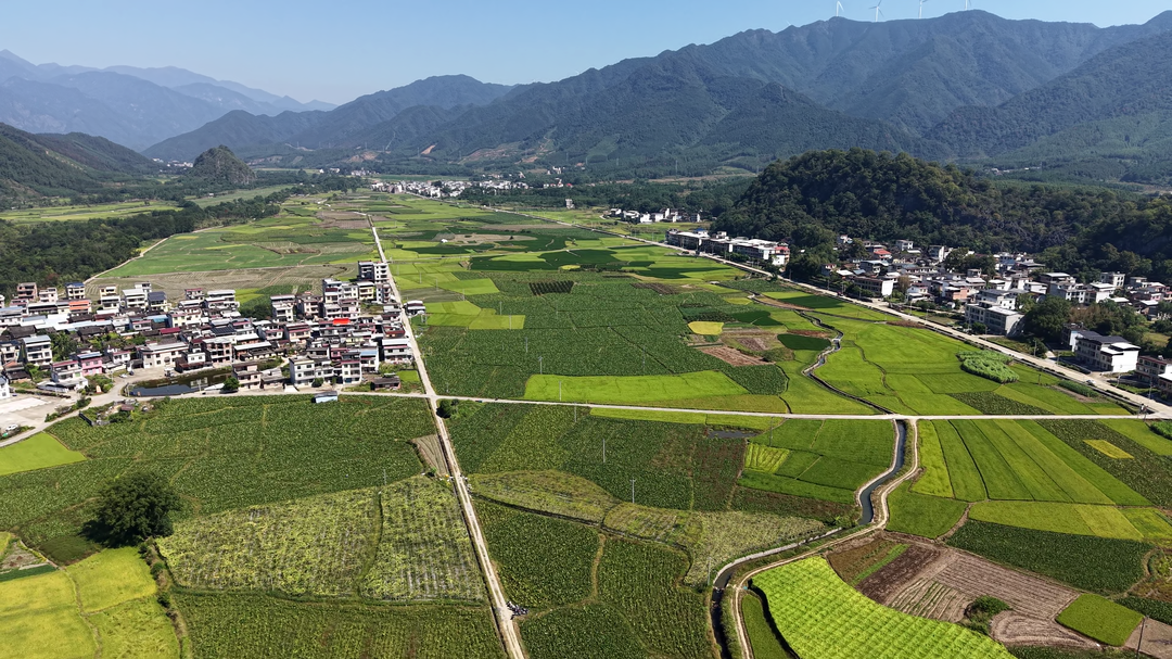 江永：早香芋抢“鲜”上市 田间地头奏响丰收序曲
